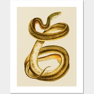 serpent,cobra,reptile,viper,venom,lizard,rattlesnake,king cobra,dragon,hydra,poison,venomous,plumber's snake,pythonidae,pythons,auger,python,squamata,serpentine,worm,big,ophidian,rattlesnakes,medusa,snakebite Posters and Art